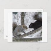 Carte Postale Écureuil noir et gris (Devant / Derrière)