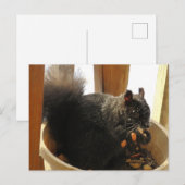 Carte Postale Écureuil noir mignon aux yeux brillants mangeant d (Devant / Derrière)