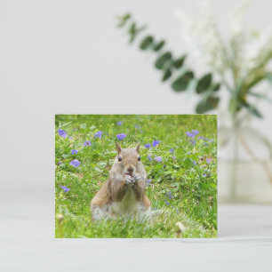 Carte Postale Écureuil parmi les violettes sauvages