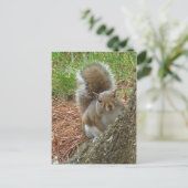 Carte Postale Écureuil "Peek-a-boo" (Debout devant)