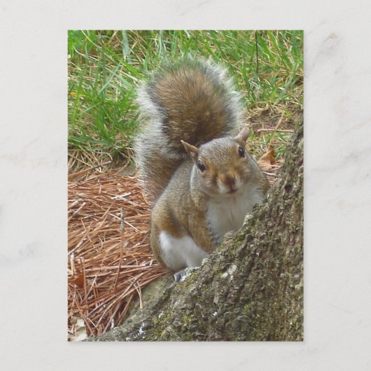 Carte Postale Écureuil "Peek-a-boo" (Devant)