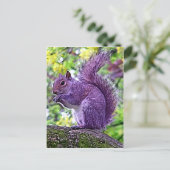 Carte Postale Écureuil pourpre (Debout devant)