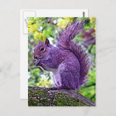 Carte Postale Écureuil pourpre (Devant / Derrière)