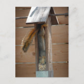 Carte Postale Écureuil raid nourricier d'oiseaux (Devant)