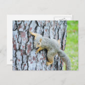 Carte Postale Écureuil rampant un arbre (Devant / Derrière)