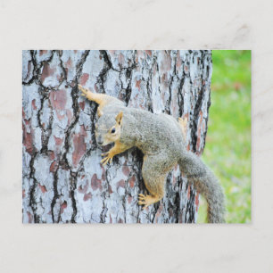 Carte Postale Écureuil rampant un arbre