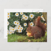 Carte Postale Écureuil rouge (Devant / Derrière)