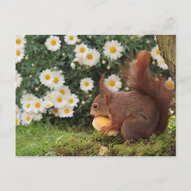 Carte Postale Écureuil rouge (Devant)