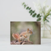 Carte Postale Écureuil rouge (Debout devant)