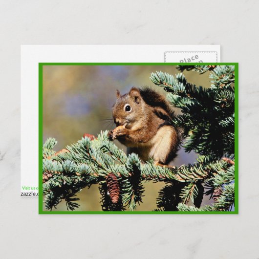 Carte Postale Écureuil rouge (Devant / Derrière)