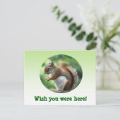 Carte Postale Écureuil rouge (Debout devant)