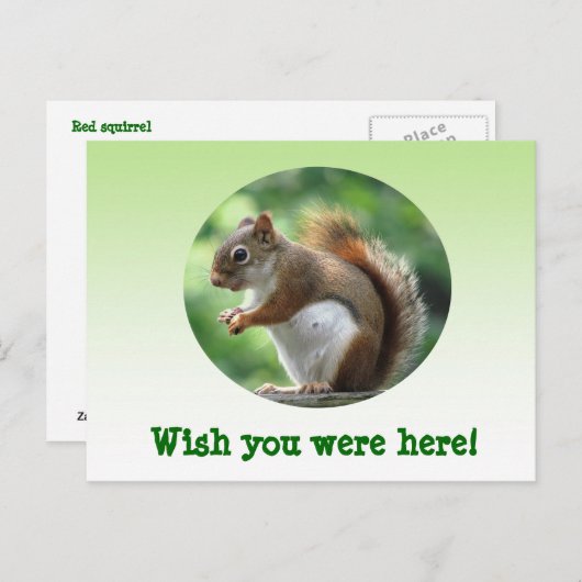 Carte Postale Écureuil rouge (Devant / Derrière)