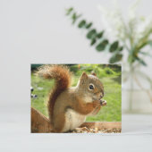 Carte Postale Écureuil rouge (Debout devant)