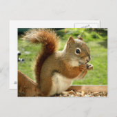 Carte Postale Écureuil rouge (Devant / Derrière)