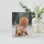 Carte Postale Écureuil rouge (Debout devant)