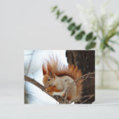 Carte Postale Écureuil rouge à la fourrure d'hiver (Debout devant)