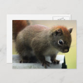 Carte Postale Écureuil rouge américain (Devant / Derrière)