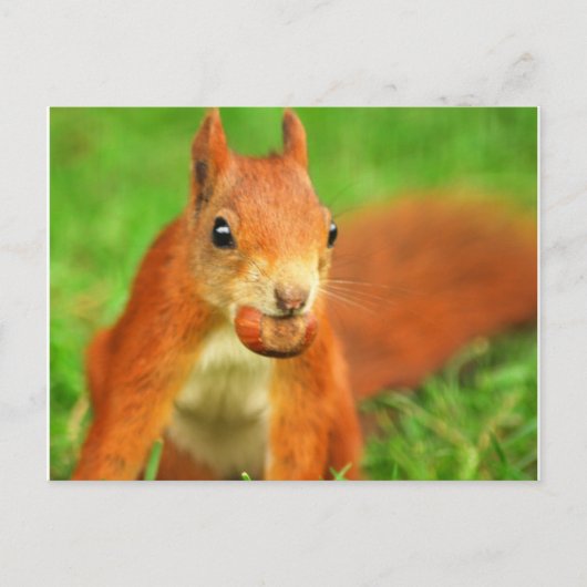 Carte Postale Écureuil rouge avec écrou (Devant)