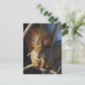 Carte Postale Écureuil rouge avec noisette (Debout devant)