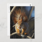 Carte Postale Écureuil rouge avec noisette (Devant / Derrière)