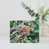 Carte Postale Écureuil rouge dans l'arbre (Debout devant)