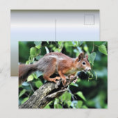 Carte Postale Écureuil rouge dans l'arbre (Devant / Derrière)