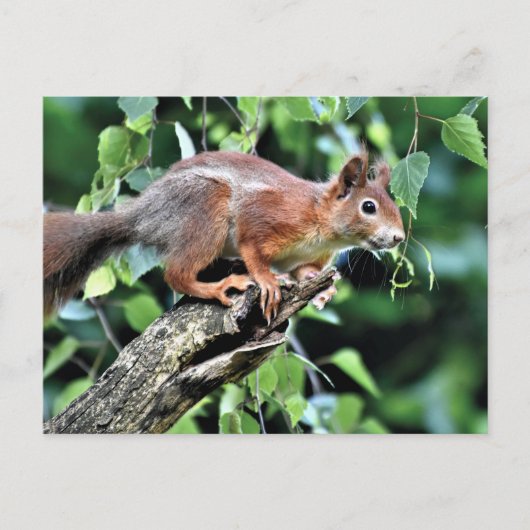 Carte Postale Écureuil rouge dans l'arbre (Devant)