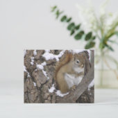 Carte Postale Écureuil rouge d'hiver (Debout devant)