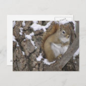 Carte Postale Écureuil rouge d'hiver (Devant / Derrière)
