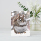 Carte Postale Écureuil rouge doux (Debout devant)