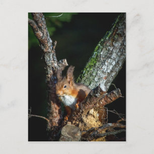 Carte Postale Écureuil Rouge En Haut D'Un Arbre