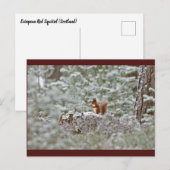 Carte Postale Écureuil rouge européen (Devant / Derrière)