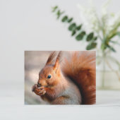 Carte Postale Écureuil rouge mangeant une noisette (Debout devant)