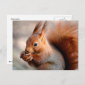 Carte Postale Écureuil rouge mangeant une noisette (Devant / Derrière)