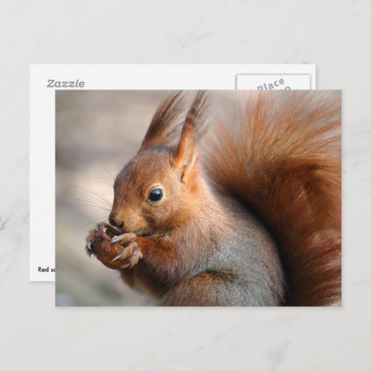Carte Postale Écureuil rouge mangeant une noisette (Devant / Derrière)