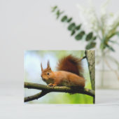 Carte Postale Écureuil rouge sur branche (Debout devant)