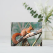 Carte Postale Écureuil rouge sur branche (Debout devant)