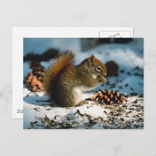 Carte Postale Écureuil roux (Devant / Derrière)