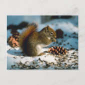 Carte Postale Écureuil roux (Devant)