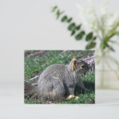 Carte Postale Écureuil roux (Debout devant)