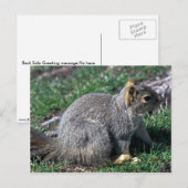 Carte Postale Écureuil roux (Devant / Derrière)