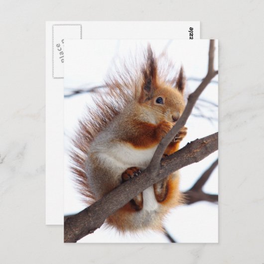 Carte Postale Écureuil roux à fourrure avec une noisette (Devant / Derrière)