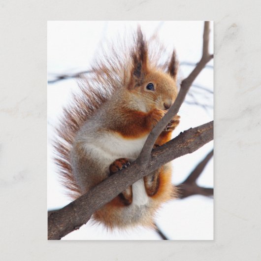 Carte Postale Écureuil roux à fourrure avec une noisette (Devant)