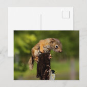 Carte Postale Écureuil roux bébé (Devant / Derrière)