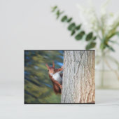 Carte Postale Écureuil roux sur un arbre (Debout devant)