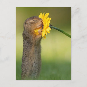 Carte Postale Ecureuil sentant une fleur