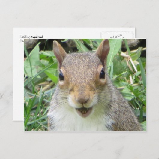 Carte Postale Écureuil souriant (Devant / Derrière)