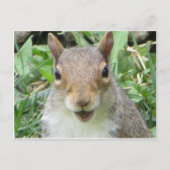 Carte Postale Écureuil souriant (Devant)