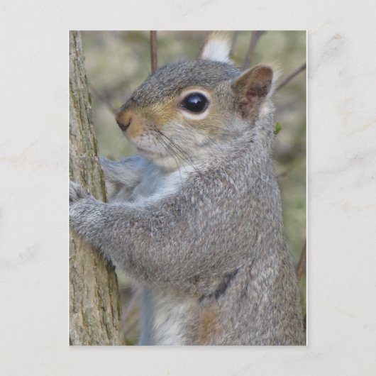 Carte Postale Écureuil sur arbre (Devant)