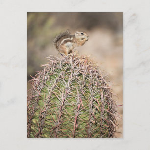 Carte Postale Écureuil sur cactus tonneau